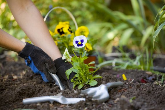 A gloved hand planting flowers in soil with gardening tools nearby.