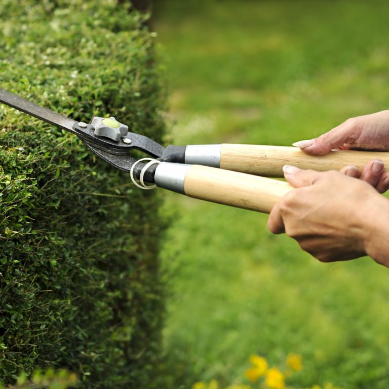 Gardener using gardening shears to trim a lush green hedge.