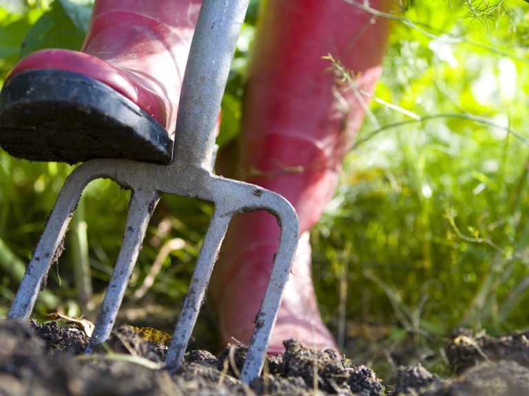 A gardener digging into soil with a metal gardening fork.