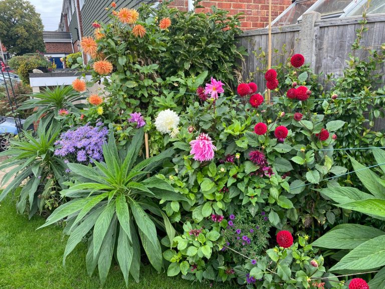 A vibrant garden featuring a variety of colourful flowers and lush greenery.