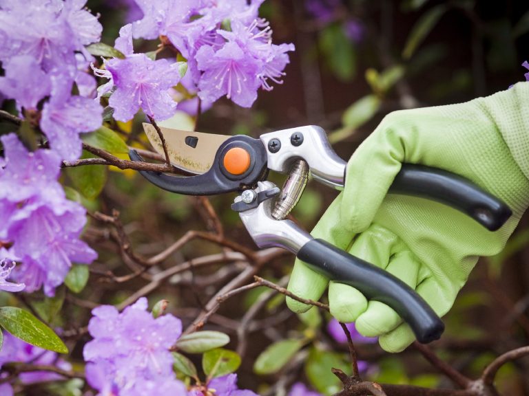 A gardener uses pruning shears on blooming purple azalea flowers.