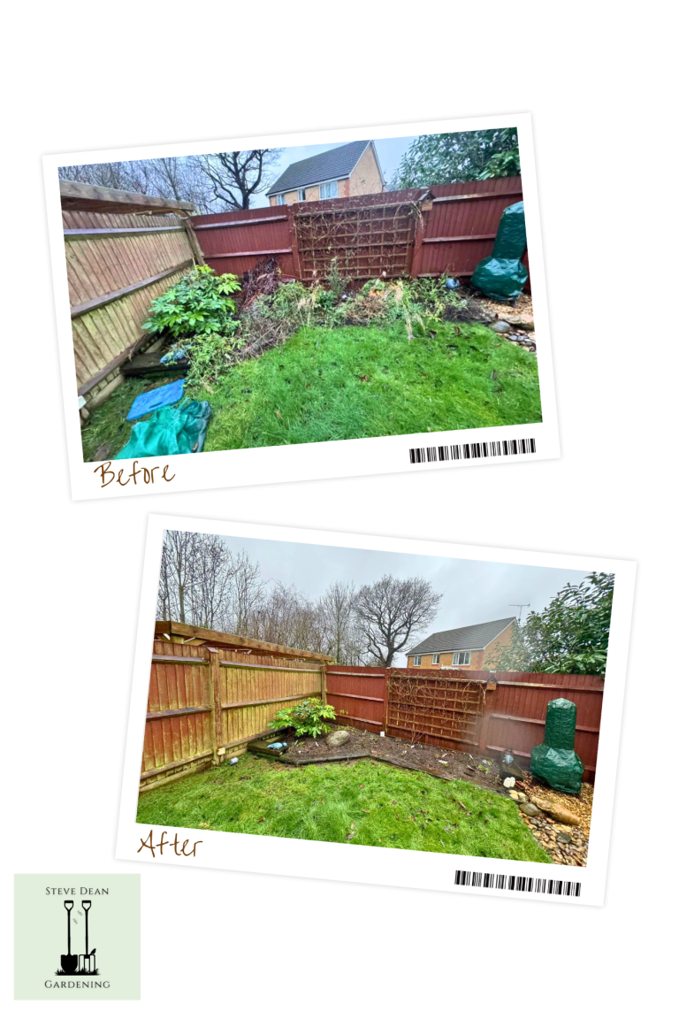 Before and after photos of a garden, showcasing landscaping changes and plant growth.