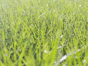 Lush green grass with morning dew glistening in the sunlight.