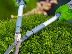 Gardener using garden shears to trim a round bush.