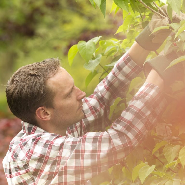 Gardener in a checked shirt tending to plants in a garden.