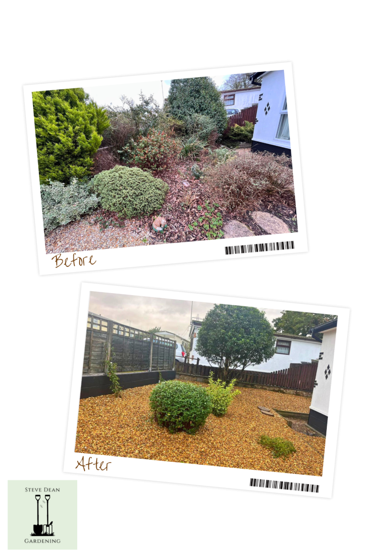 Before-and-after view of a garden transformation with various plants and landscaping changes.