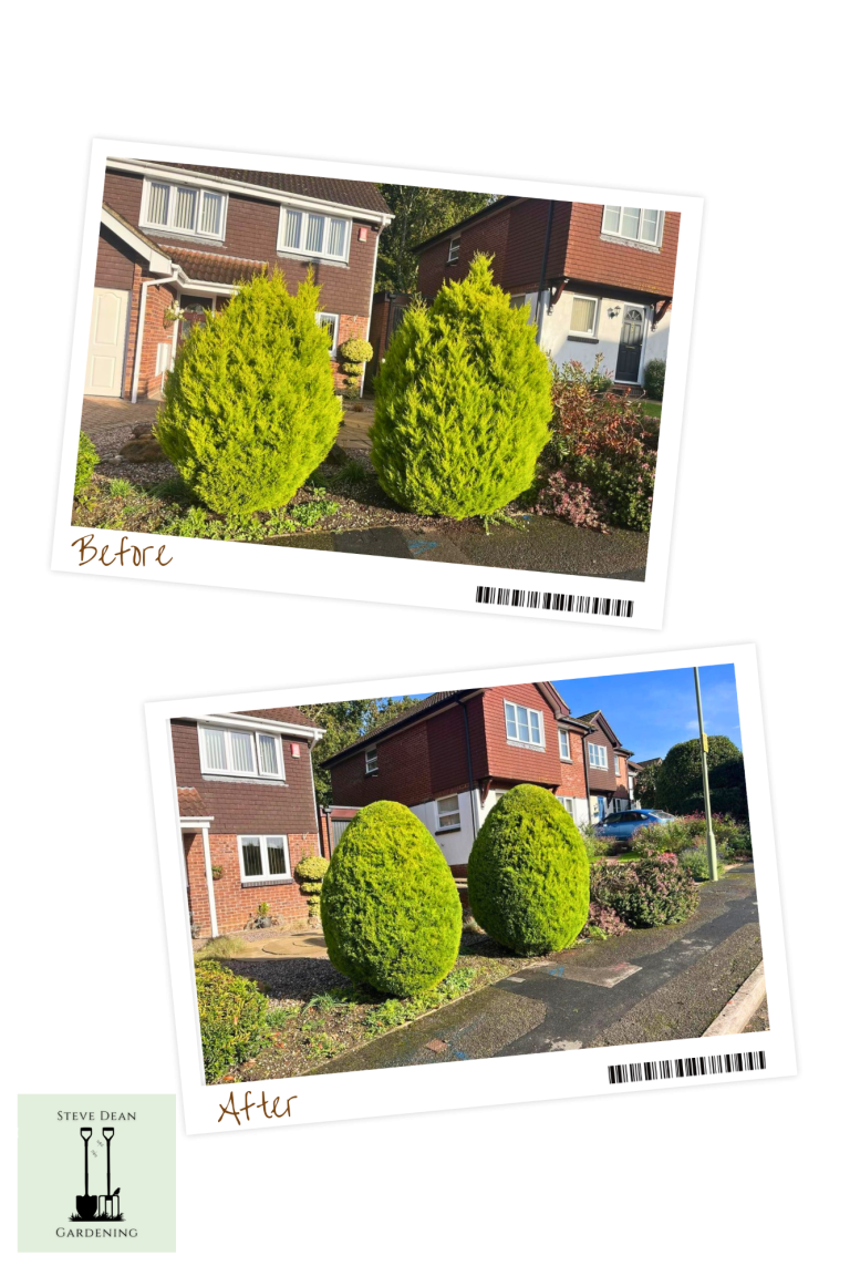 Two neatly trimmed green bushes in front of a house, with a clear blue sky above.