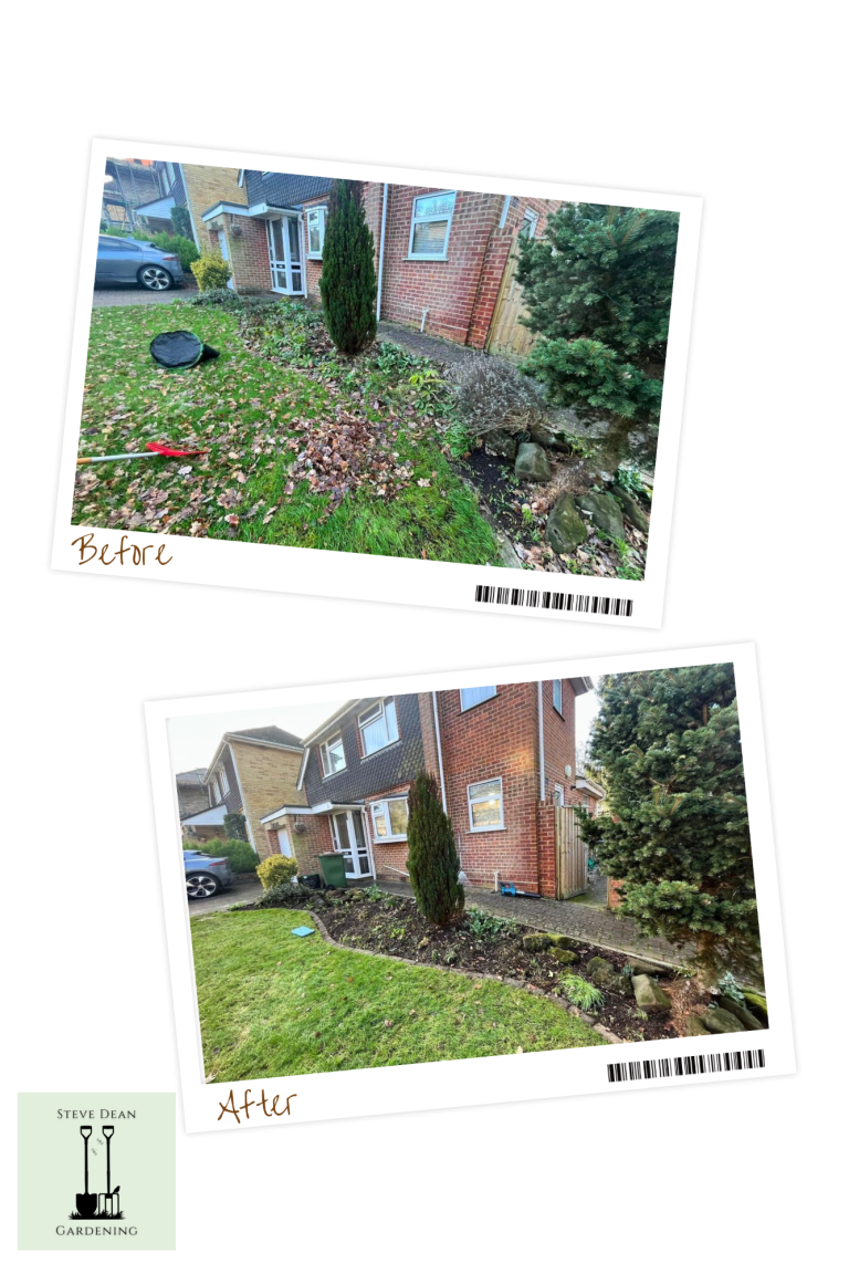 Before and after views of a yard showing landscaping changes with plants and a pathway.